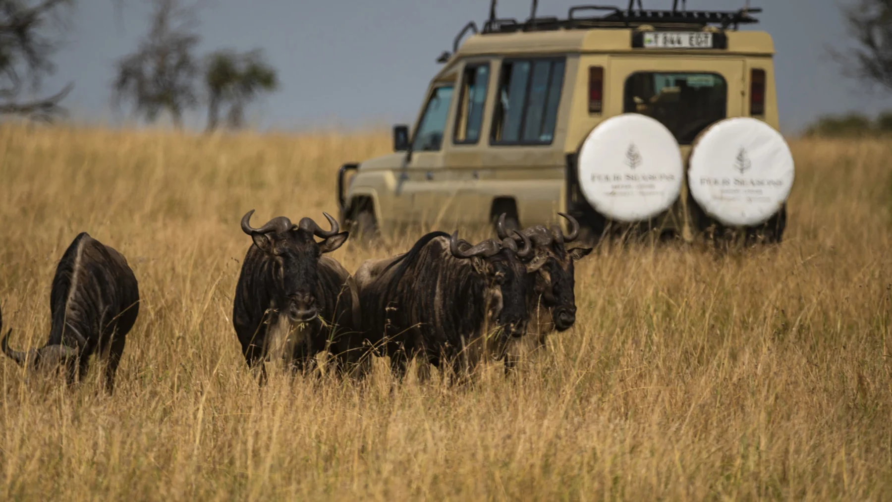 Seronera-Area Game Drives