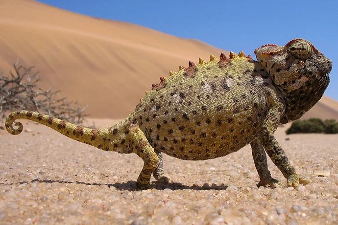 Living Desert Coastal-Dune Tour