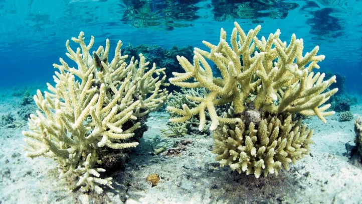Lagoon Sanctuary Guided Snorkel