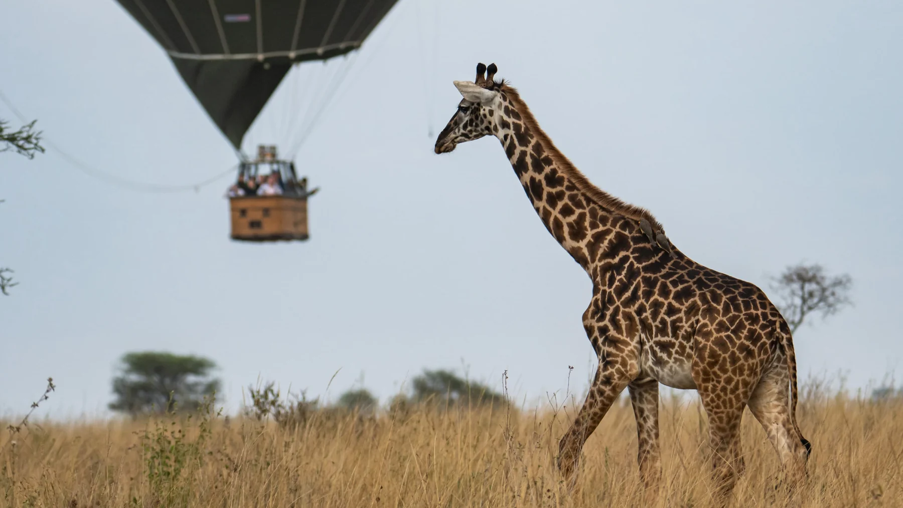 Serengeti Balloon Outing