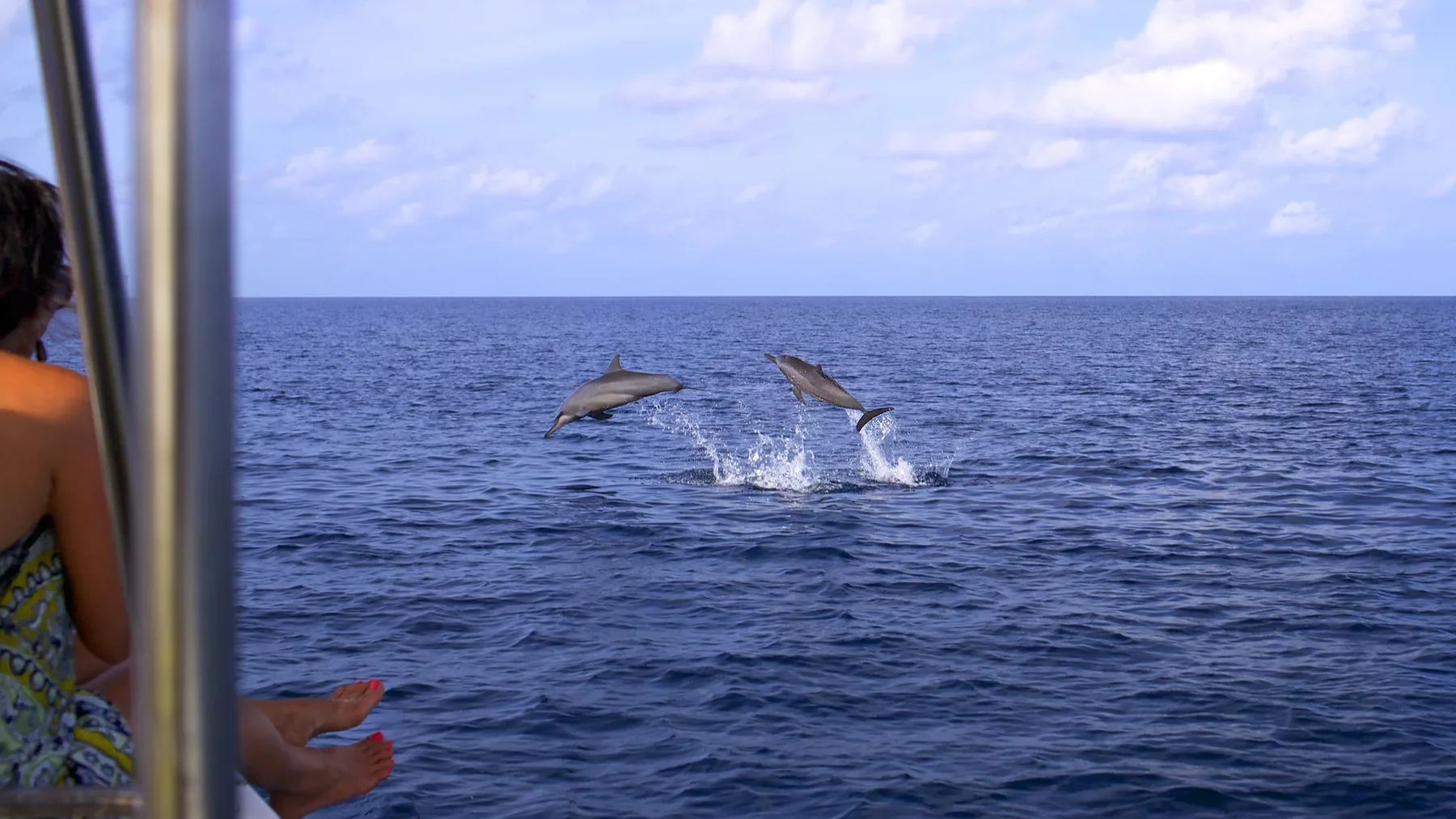Sunset and Dolphin Cruise