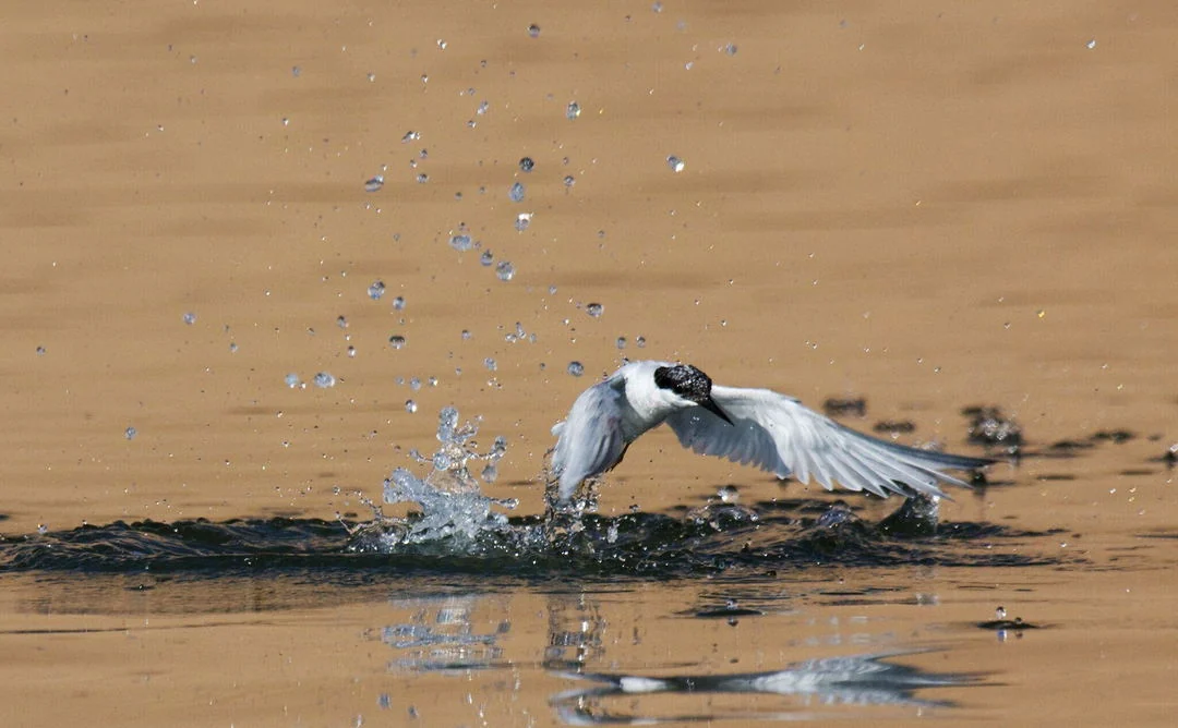 Walvis Wetlands Birding