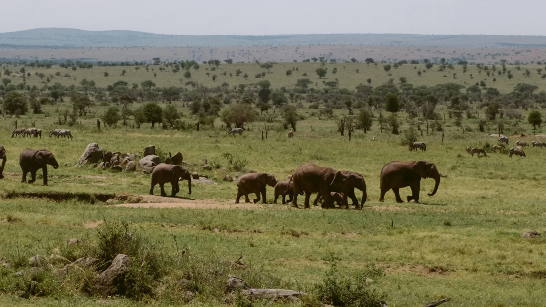 Serengeti — elephants moving through open savannah